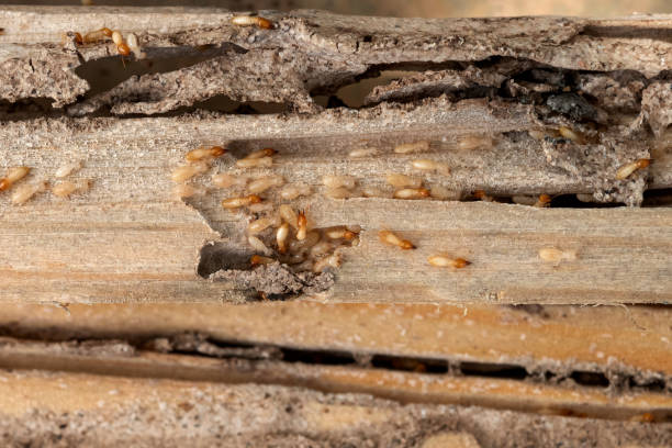 Pest Control for Restaurants in Oak Trail Shores, TX