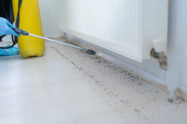 Best Mosquito Control Services  in Oak Trail Shores, TX